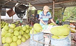 Tiền Giang: Giá nhiều loại trái cây giảm, nhà vườn gặp khó