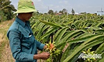 Tiền Giang tập trung khai thác tiềm năng, lợi thế - Bài 2: Hình thành vùng sản xuất lớn