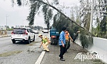 Kịp thời xử lý cây ngã đổ trên cao tốc TP. Hồ Chí Minh - Trung Lương