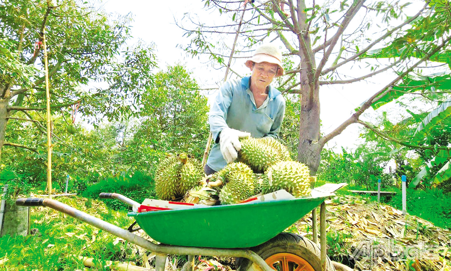 Sầu riêng đang phát triển mạnh ở huyện Châu Thành.