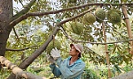 Hiệu quả bước đầu từ giải pháp phân giải Cadimi trên trái sầu riêng