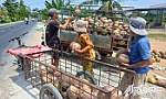 Giá dừa tươi giảm sâu, dừa khô tăng cao trở lại