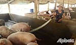 Giá heo hơi, heo giống giảm mạnh