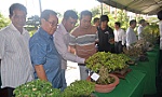 Chơi kiểng bonsai - thú vui tao nhã