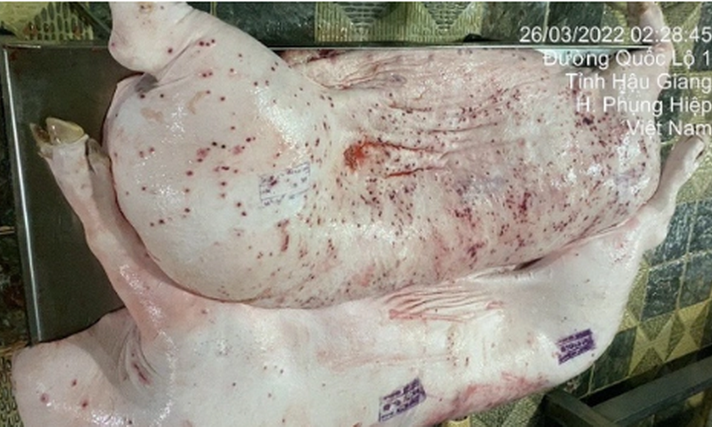 Vụ Công ty C.P. Việt Nam bị 'tố' dùng lợn bệnh: Không khởi tố vụ án vì không có dấu hiệu tội phạm