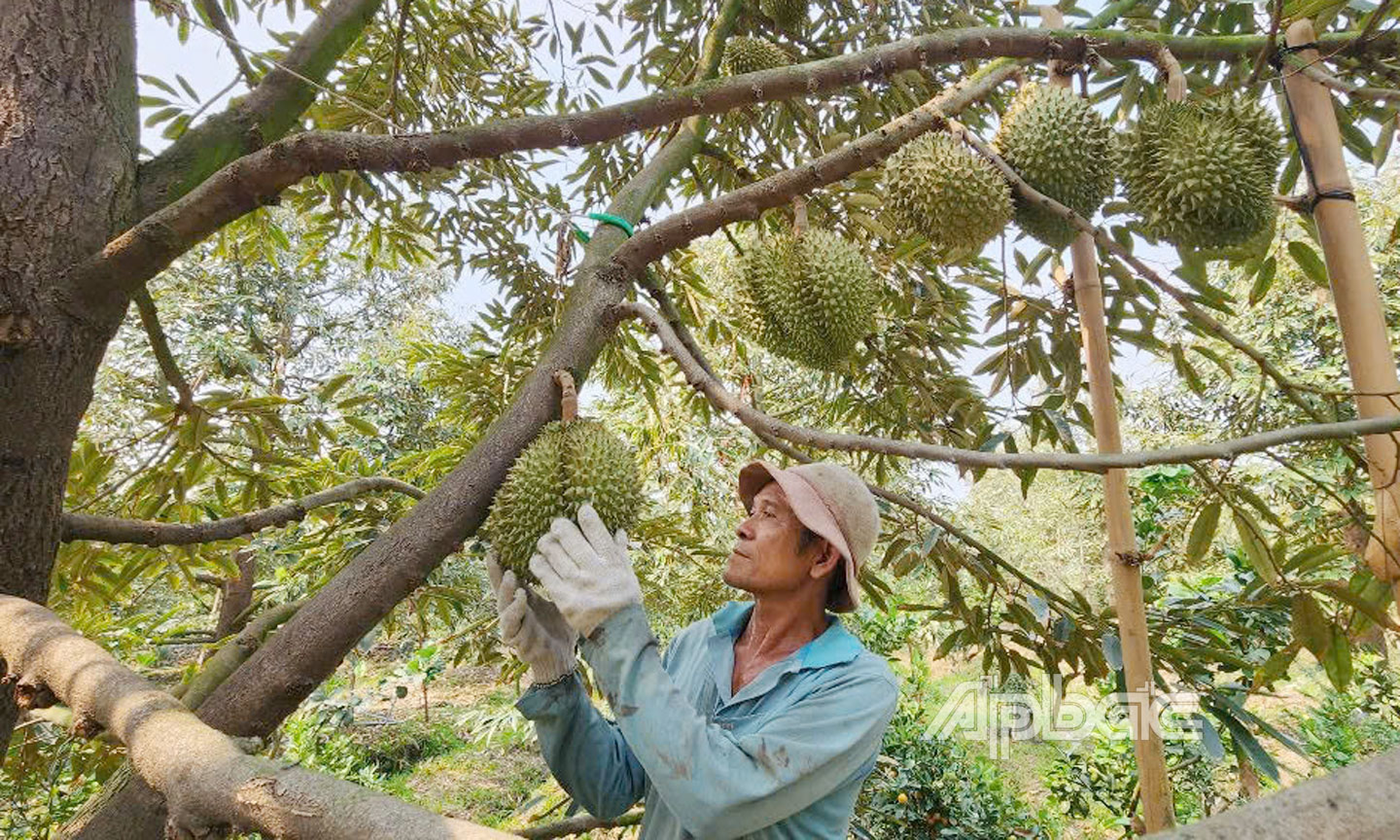 Hiệu quả bước đầu từ giải pháp phân giải Cadimi trên trái sầu riêng