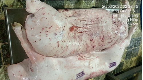 Hình ảnh heo bị bệnh do ông Ngân đăng lên mạng - Ảnh chụp màn hình