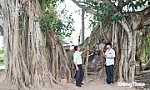 Đồng Tháp: Giữ gìn cây di sản giữa nhịp sống hiện đại