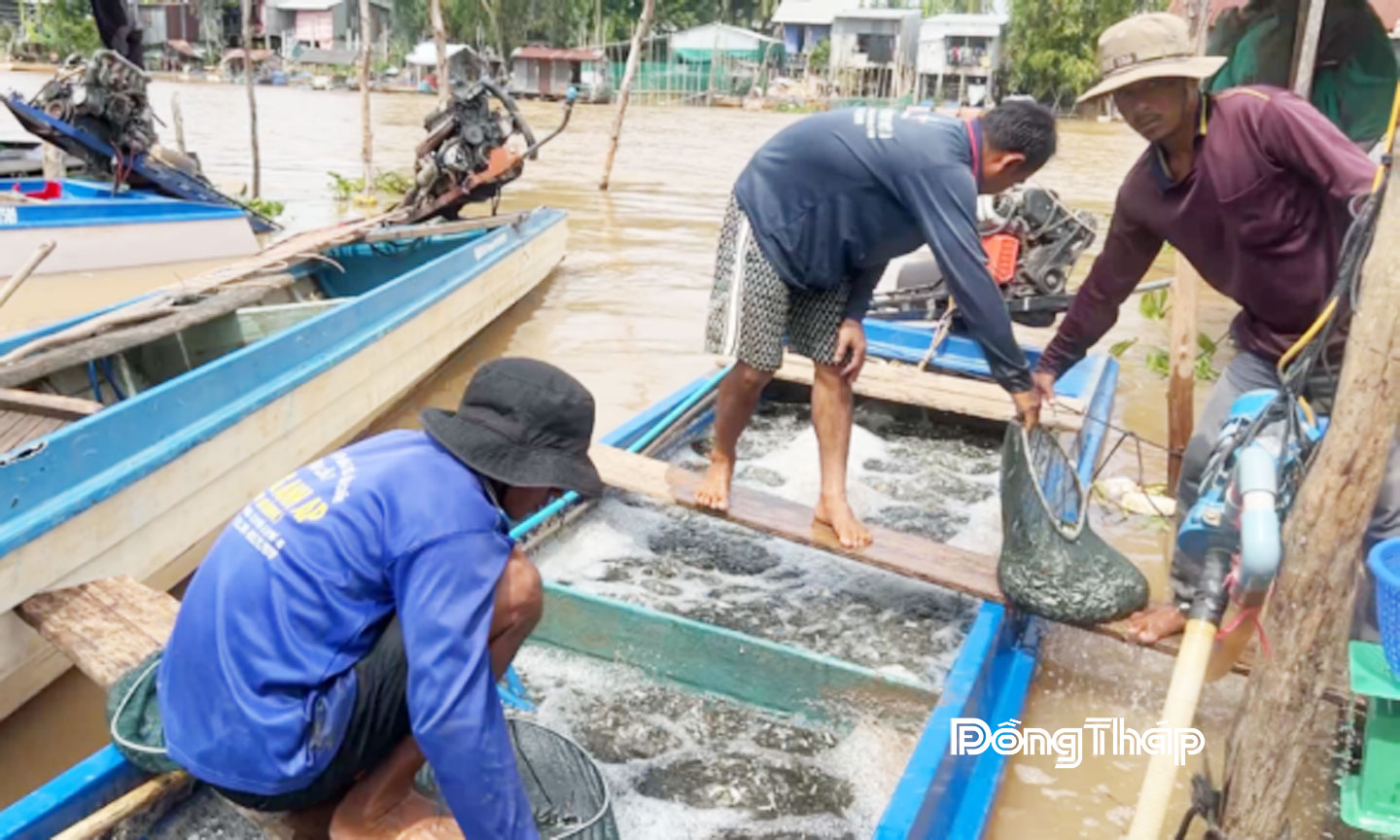 Chiếc vỏ lãi chở trên 400 kg cá linh non đang được nhân công tranh thủ vớt cá lên cân.